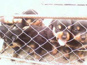 Vand pui Rottweiler rasa pura. Au o luna jumatate ...
