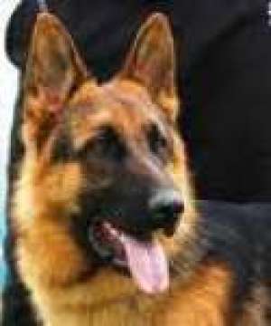 EDUCARE-DRESAJ CANIN ! 

-EDUCARE : deprinderi b...