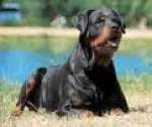 EDUCARE-DRESAJ CANIN ! 

-EDUCARE : deprinderi b...