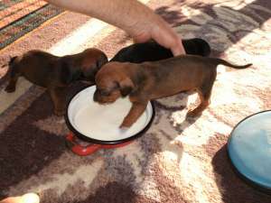 Vand  pui  teckel(mana tekel,  tatal pinscher) mar...