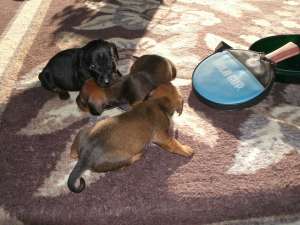 Vand  pui  teckel(mana tekel,  tatal pinscher) mar...