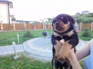 Vand pui Rottwaeiler (femele si masculi) ,  proven...