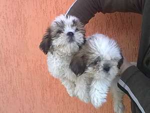 Vand catelusi shih-tzu, sunt vaccinati si deparazi...