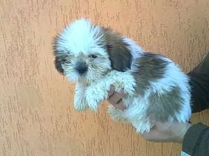 Vand catelusi shih-tzu, sunt vaccinati si deparazi...