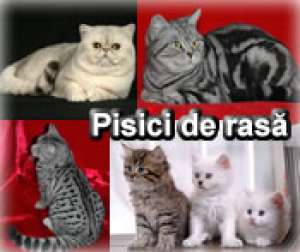SCOALA DE DRESAJ CANIN,   PENSIUNI CANINE SI FELINE,   CANISA KRIS