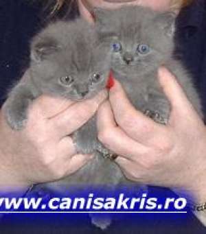 CANISA KRIS vinde pui din rasele BRITISH SHORTHAIR...