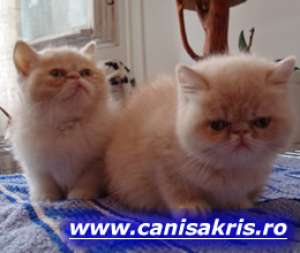 CANISA KRIS vinde pui din rasele BRITISH SHORTHAIR...