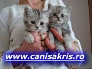 CANISA KRIS vinde pui din rasele BRITISH SHORTHAIR...
