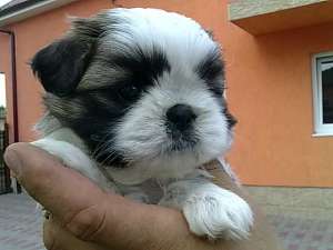 vand catelusi din urmatoarele rase: shih-tzu 150e,  ...