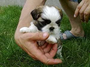 vand catelusi din urmatoarele rase: shih-tzu 150e,  ...