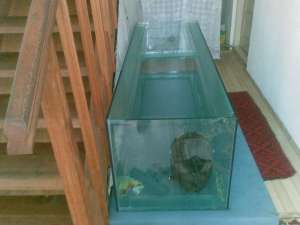acvariu din sticla de 10 mm dimensiuni:180cm 55 la...