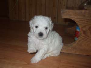 vand catelusa bichon frise rasa pura ,  6 saptaman...