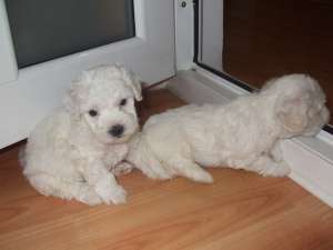 vand catelusa bichon frise rasa pura ,  6 saptaman...