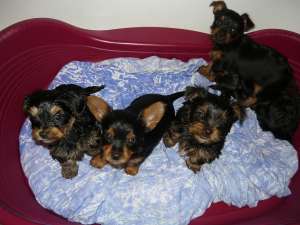 Yorkshire terrier toy