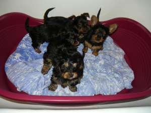 Yorkshire terrier toy
