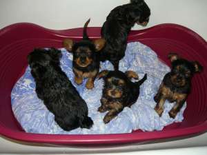 Yorkshire terrier toy