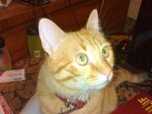 Pierdut/Disparut motan roscat (tigrat) cu zgarda rosie cu medalion