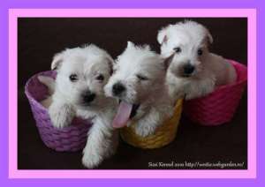 Westie - cele ai frumoase