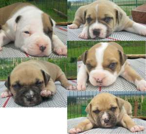 Vand pui amstaff