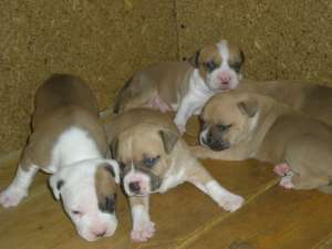 Vand pui amstaff