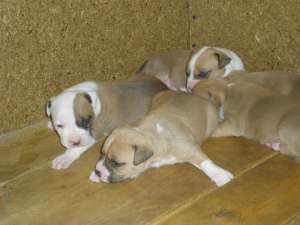 Vand pui amstaff