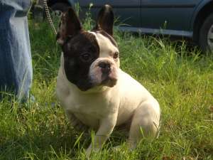 catel bulldog francez