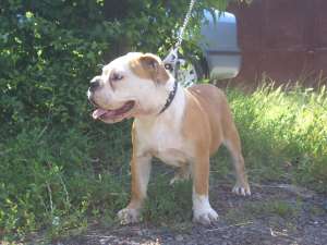 old english bulldog f