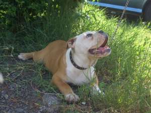 old english bulldog f