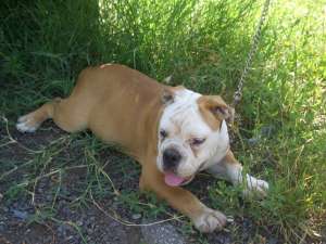 old english bulldog f