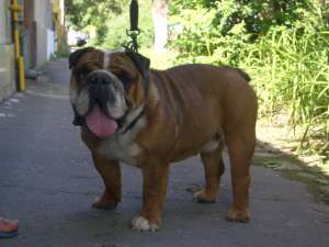 ofer