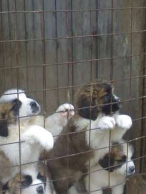vand caini saint bernard