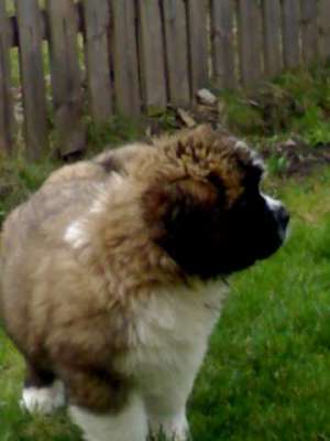 vand caini saint bernard
