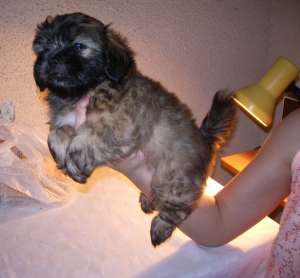 vand bichon havanez