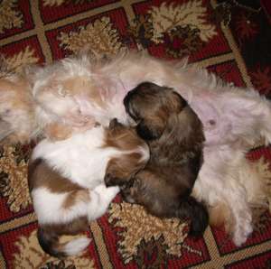 vand bichon havanez