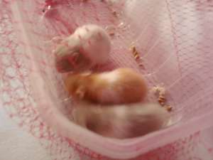 vand puii de hamsteri rasa