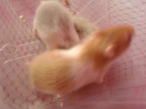 vand puii de hamsteri rasa