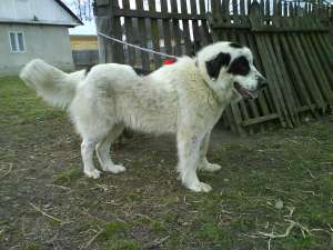 Ciobanesc de Bucovina
