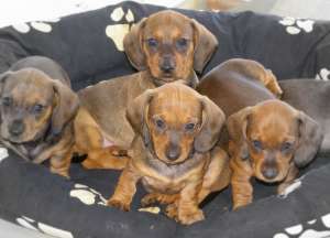 vand pui teckel par neted pedigree vaccin