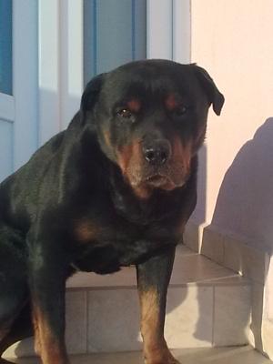 pui rottweiler