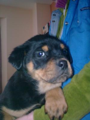 pui rottweiler