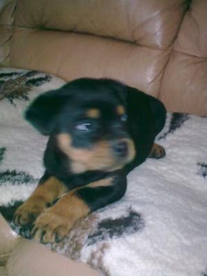 pui rottweiler