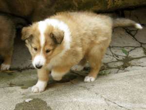 Vand pui collie (lessie)