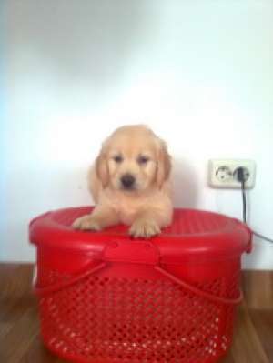 Catei Golden si Labrador Retriever