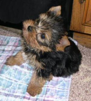 Mini pui Yorkshire Terrier de vanzare