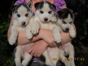 Vand pui husky