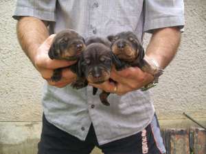 rauhhaar dachshund
