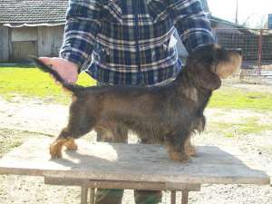 rauhhaar dachshund