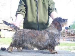 rauhhaar dachshund