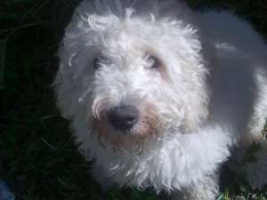 vand caniche