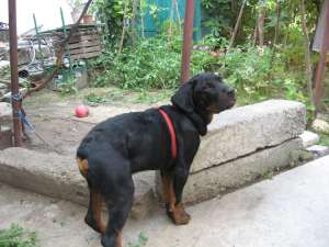 VAND Pui de Rottweiler